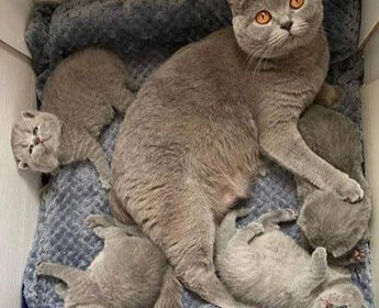 british-sho-mum
