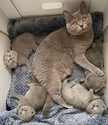 British shorthair kittens READY NOW