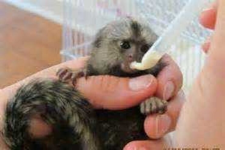 Marmoset Monkeys Available Now