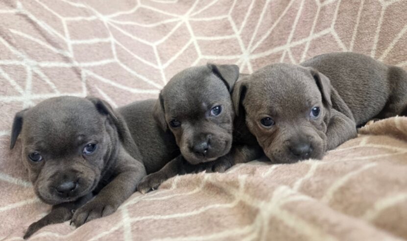 Blue Staffordshire bull terrier puppies-