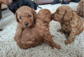 F1Bb cavapoo puppys for sale