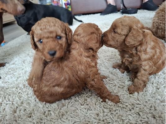 F1Bb cavapoo puppys for sale
