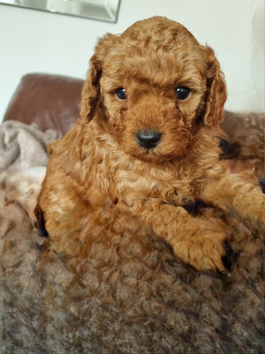 F1Bb cavapoo puppys for sale