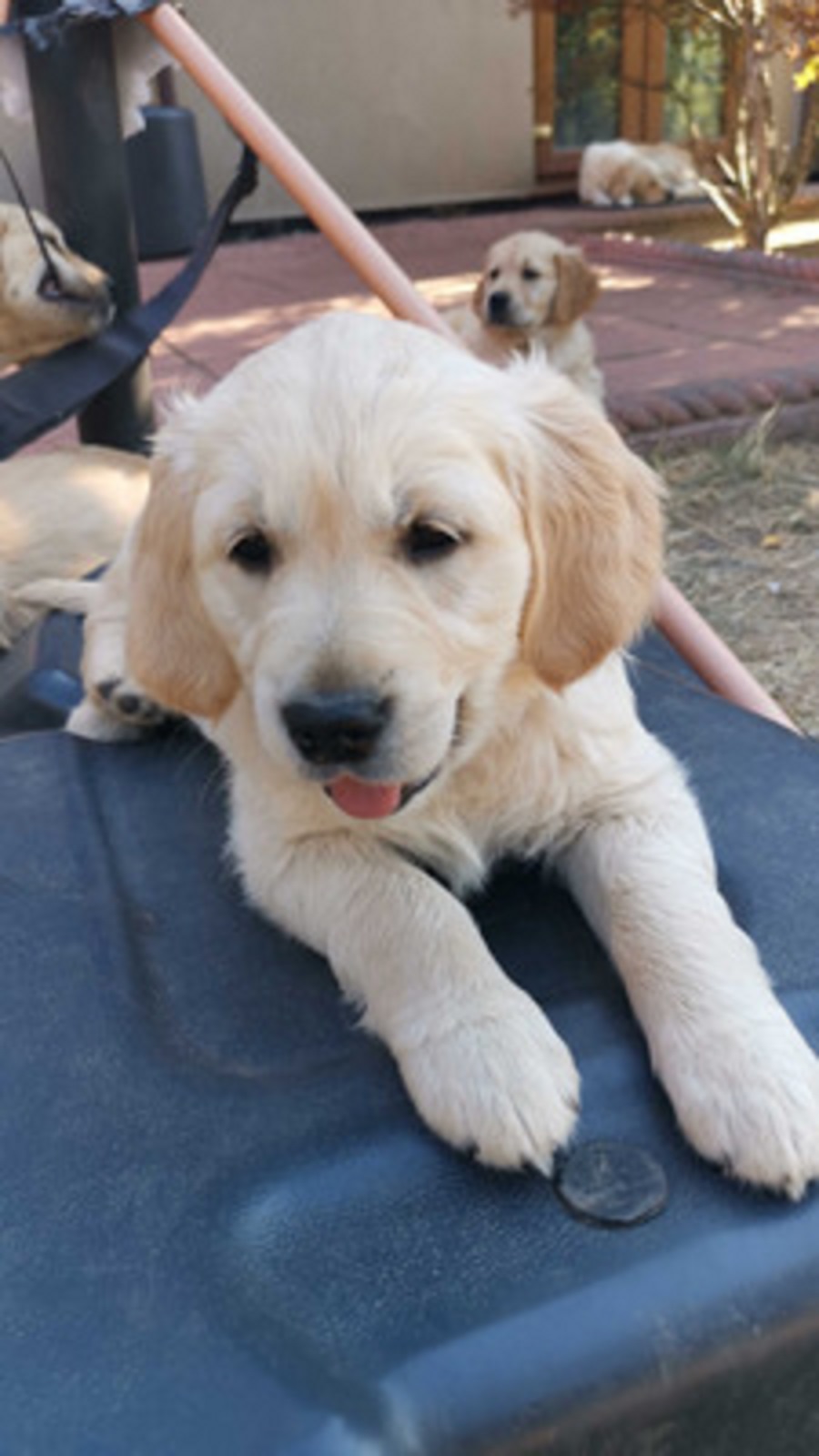 Golden Retriever Puppies