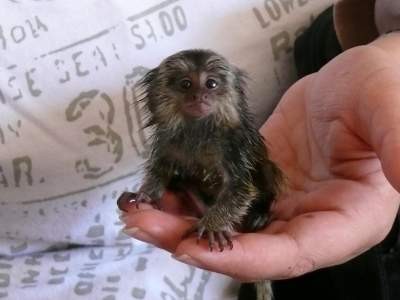 Marmoset Monkeys Ready for Adoption