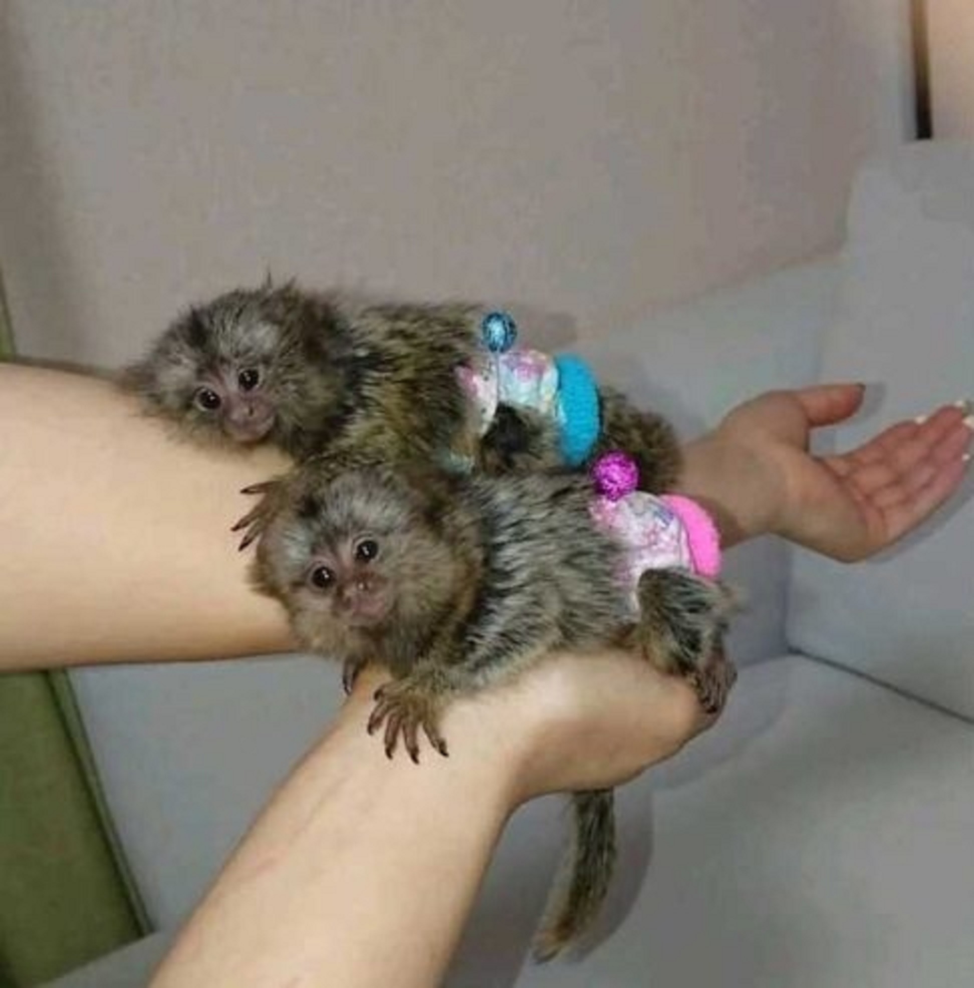 Marmoset Monkeys for Re-homing
